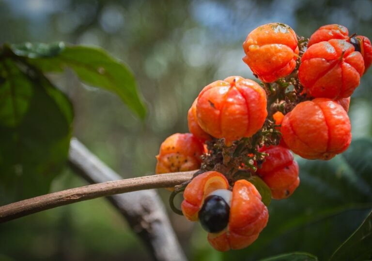 Owoce guarany. Z wyglądu przypominają oczy