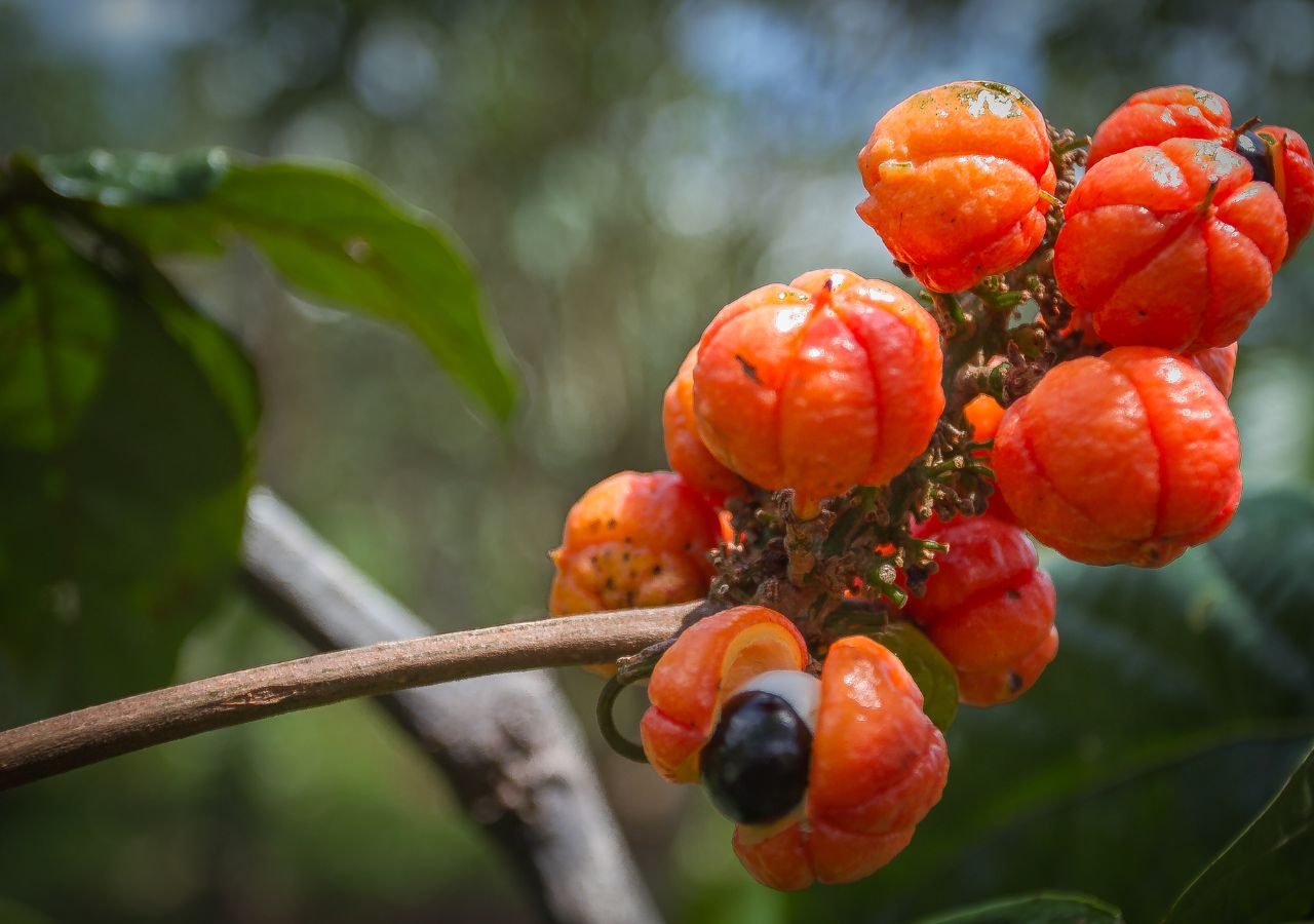 Owoce guarany. Z wyglądu przypominają oczy