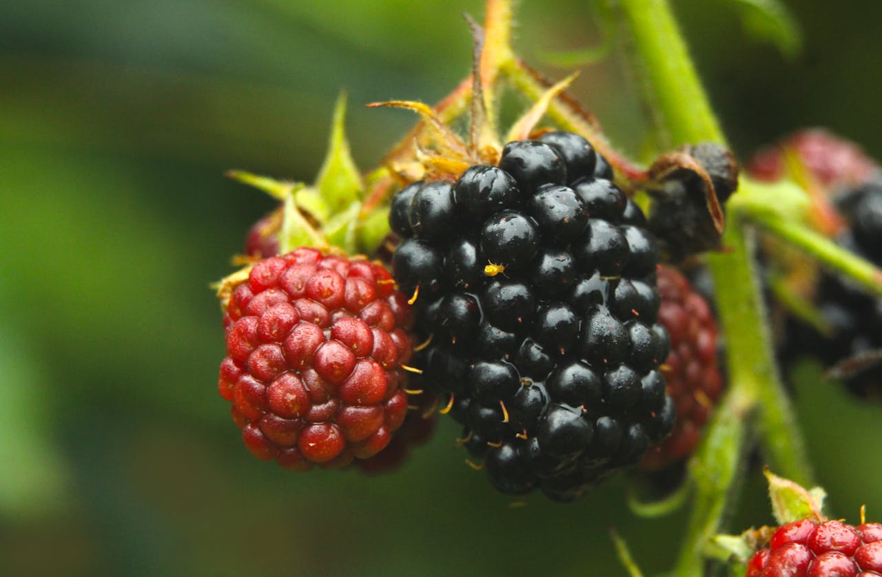 Owoce jeżyny na gałązce