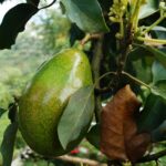 Dojrzały owoc awokado na drzewie