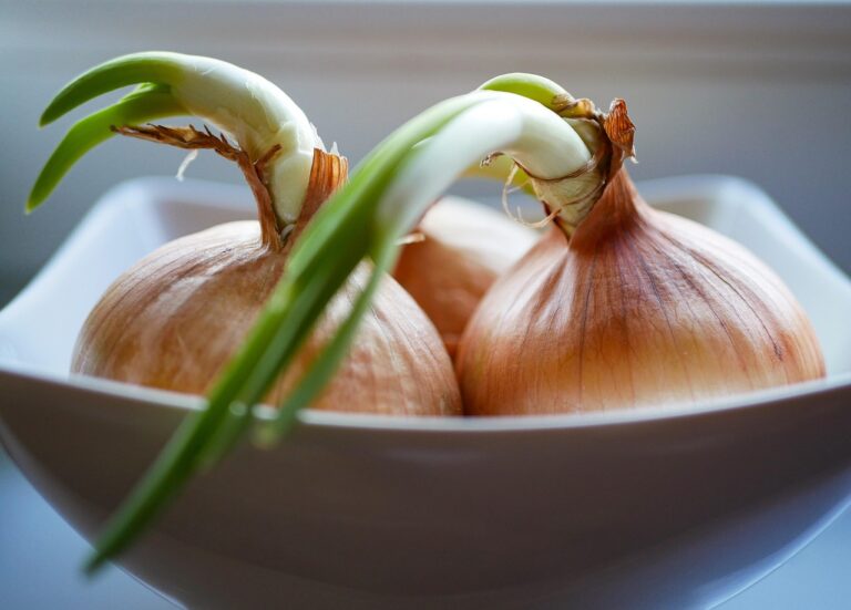 Młode pędy cebulki jako nowalijka