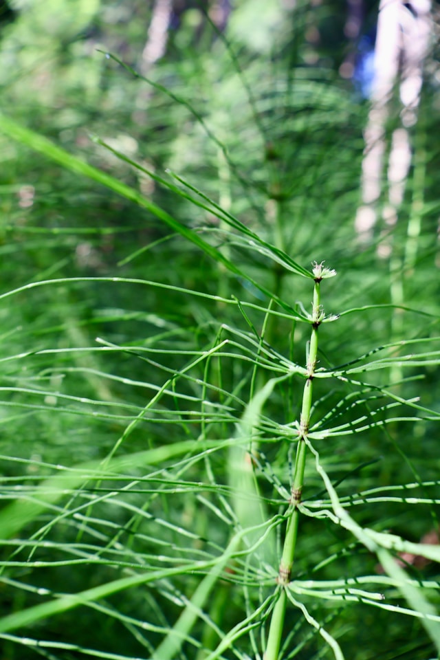 Pędy skrzypu w warunkach naturalnych