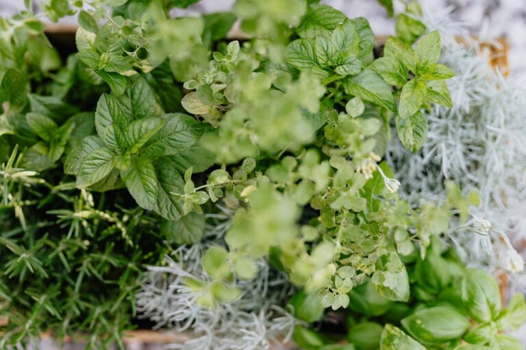 Pęczek świeżych ziół, wśród nich majeranek