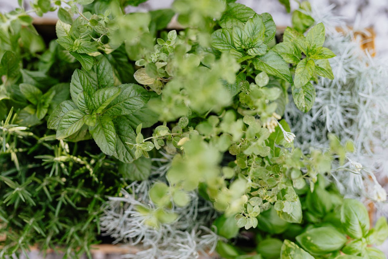 Pęczek świeżych ziół, wśród nich majeranek