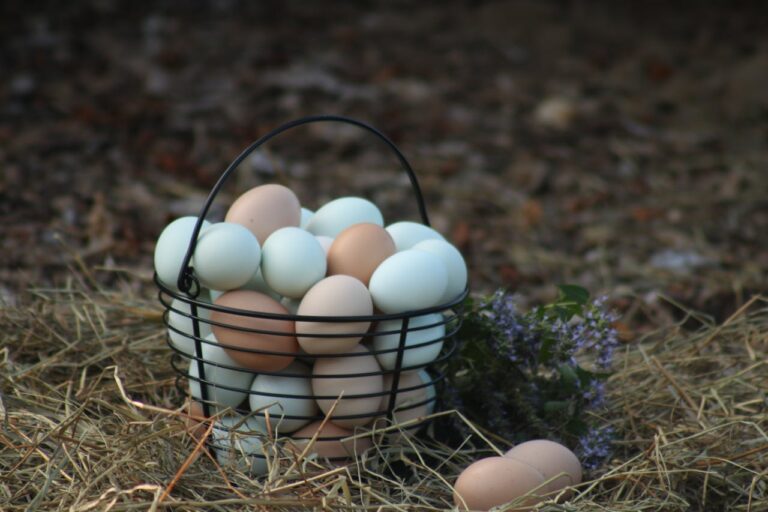 Koszyk z różnymi rodzajami jaj kurzych